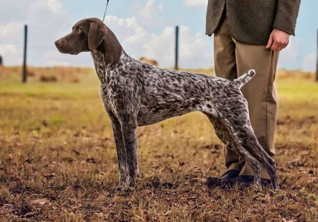 Курцхаар фото, описание породы собак, цена щенка, отзывы