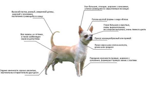 Частые недуги чихуахуа: что нужно знать владельцу крошечной собачки