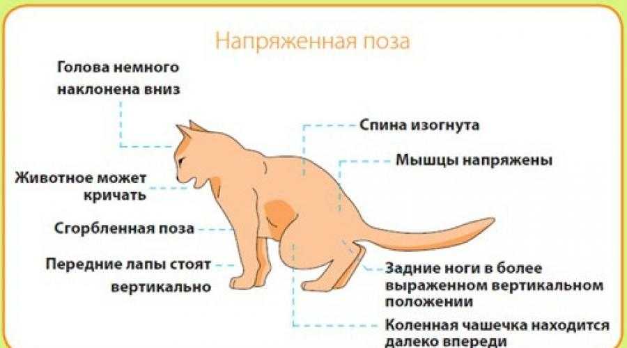 Длинношёрстные кошки. секреты ухода | блог ветклиники "беланта"
