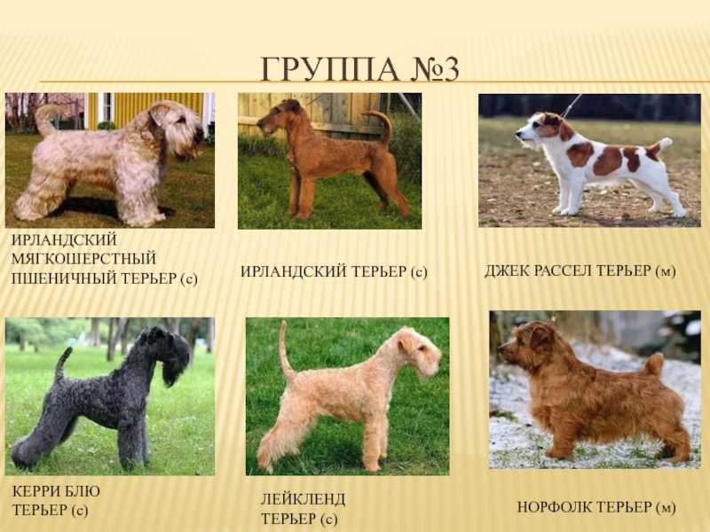 Той-терьер собака. описание, особенности, цена, уход и содержание той-терьера | живность.ру