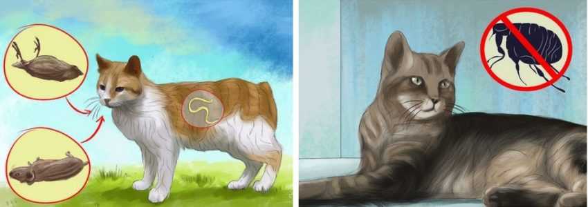 Глисты у кошек симптомы лечение - признаки глистов у кота