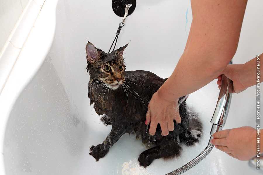 Как помыть кота без риска для жизни? - советы