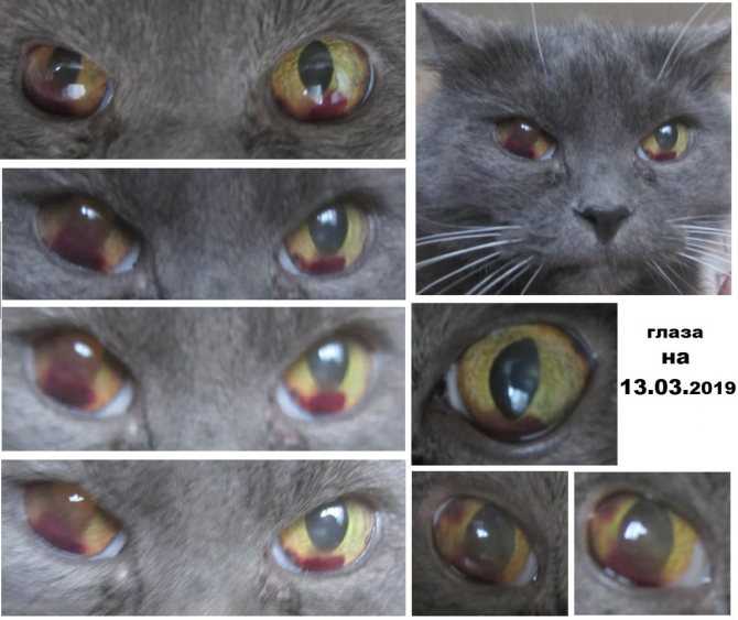 Когда у котят меняется цвет глаз | в каком возрасте