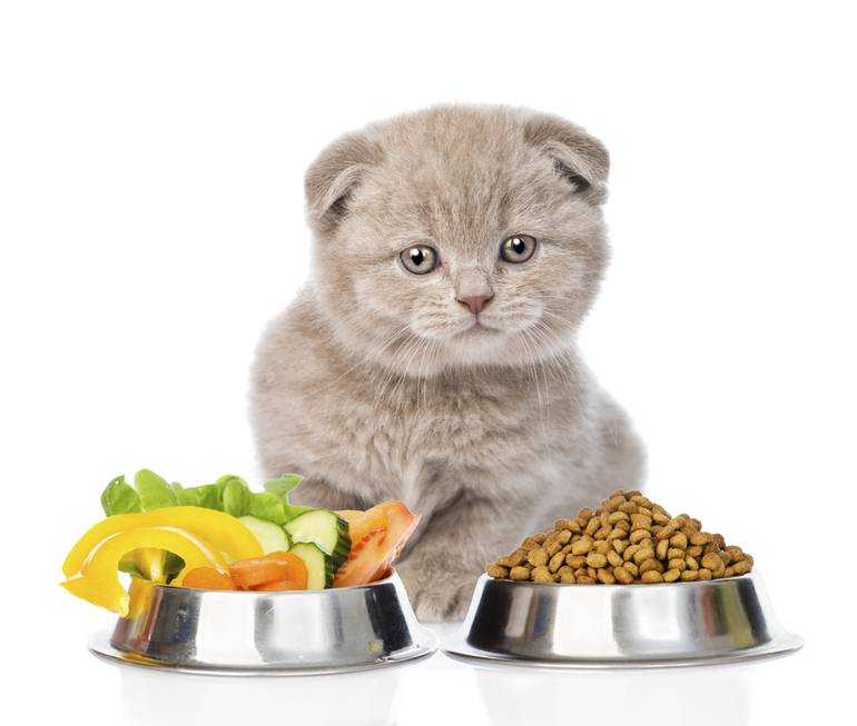 Можно ли кошек кормить сухим собачьим кормом