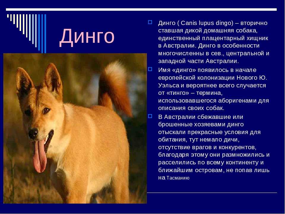 ᐉ хилер собака описание - zoomanji.ru