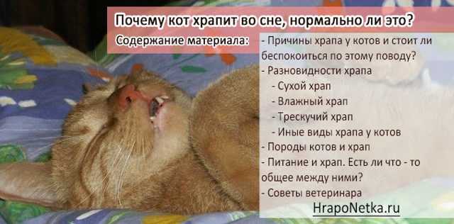 Кот много спит: причины состояния, опасность и существующая норма | блог ветклиники "беланта"