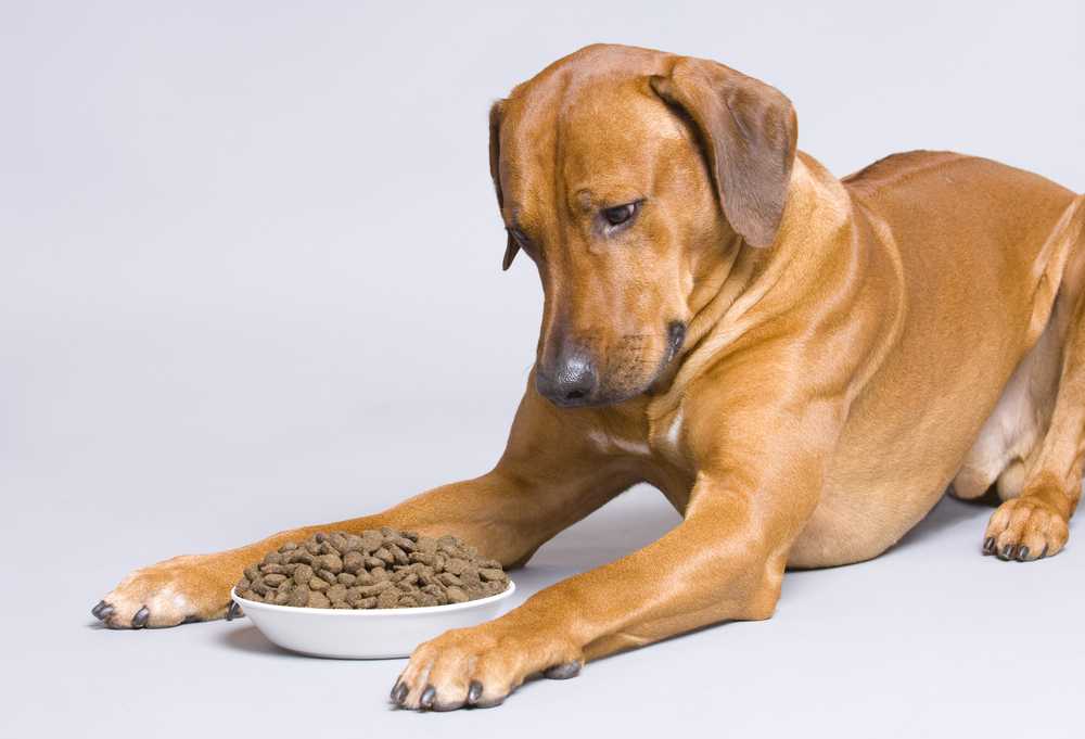 Почему щенок ест землю и камни? | блог ветклиники "беланта"