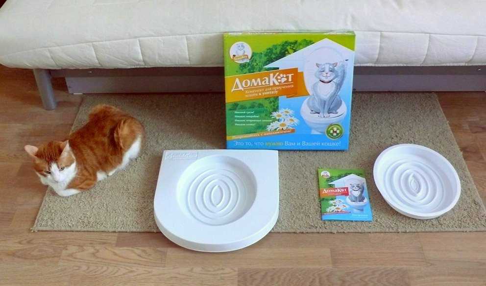 Как приучить кота к унитазу в домашних условиях - система приучения