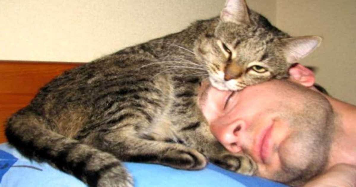 Как понять, что кошка любит своего хозяина