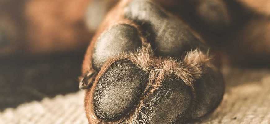 Почему собака грызет лапы: причины и нужно ли беспокоиться