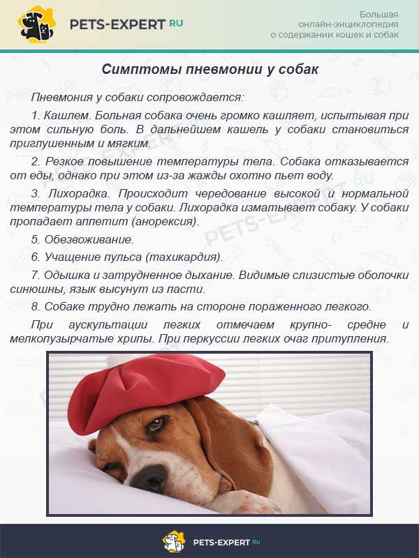 Кашель у собаки: причины и лечение, симптоматика, что делать, если собака кашляет