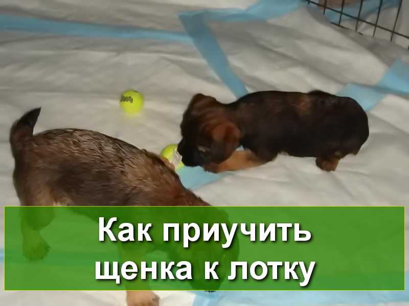 Собака убегает на прогулке. как добиться послушания? | dogkind.ru