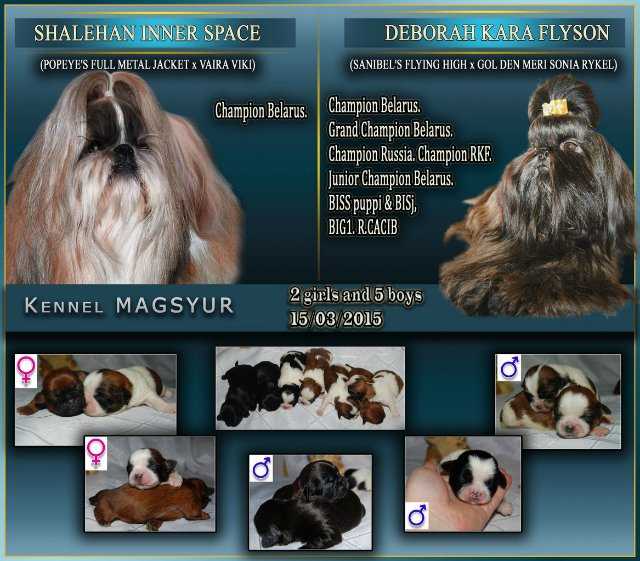 Ши-тцу собака фото, описание породы, цена щенков, отзывы владельцев