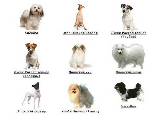 Маленькие породы собак для квартиры: обзор и секреты содержания собак