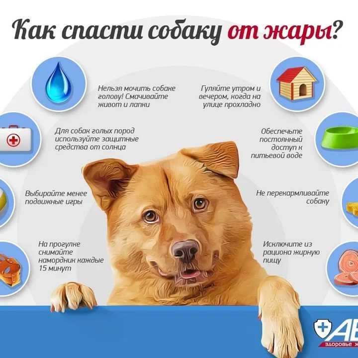 Как помыть собаку – правила и  средства гигиены