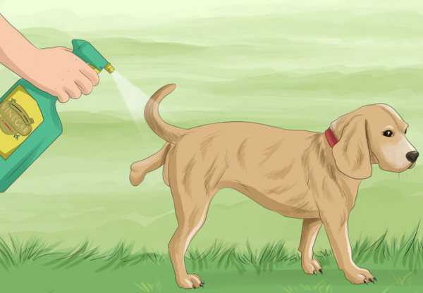 Как отучить собаку писать дома в неположенном месте