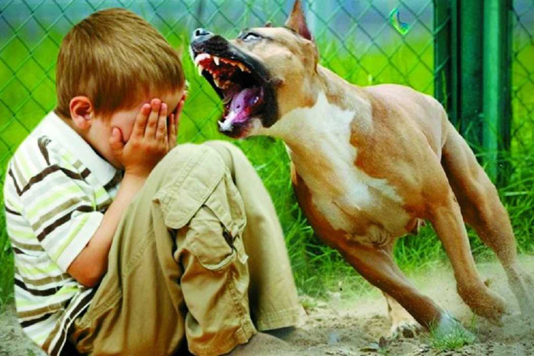 Агрессия у собаки к другим собакам, людям  и хозяину, что делать? - petstory