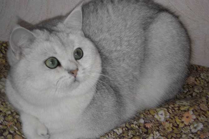 Серый кот с желтыми глазами порода