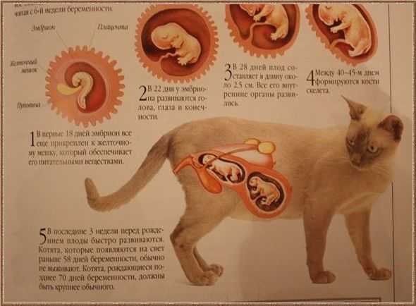 Почему у беременной кошки сильно шевелятся котята