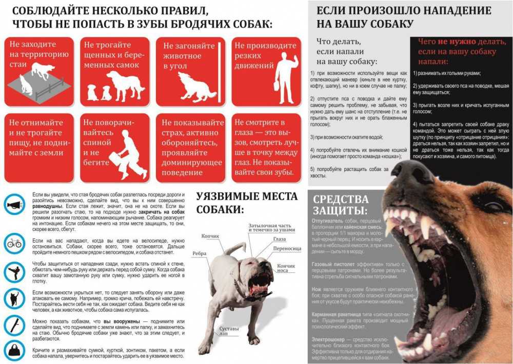 Причины и признаки агрессии животных, поведение человека при нападении собаки и действия после инцидента