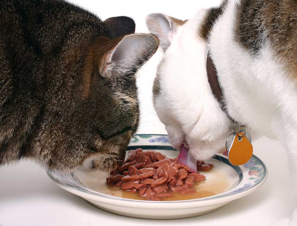 Почему кошка плохо ест