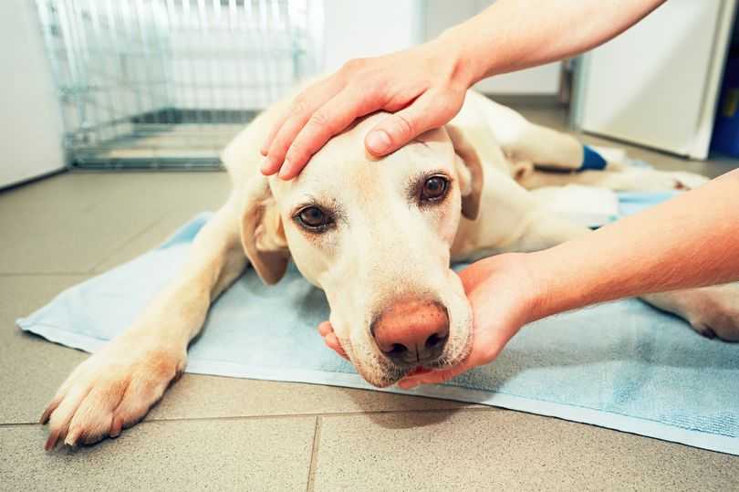 Кашель у собак: причины, симптомы и лечение - научная статья центра ответ