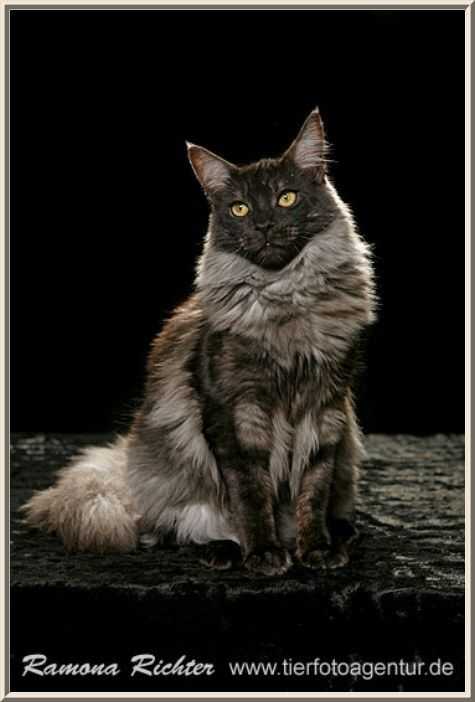 Окрас котов породы мейн кун: черный, серый, мраморный, голубой и редкие расцветки