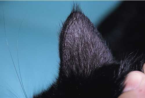Частичное облысение питомцев связано с сезонной линькой, реакцией на корм или заболеваниями. Сегодня мы поговорим, от чего у кошки на ушах выпадает шерсть.
