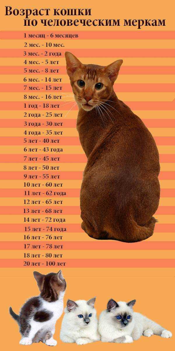 Сколько кошке лет по человеческим меркам?