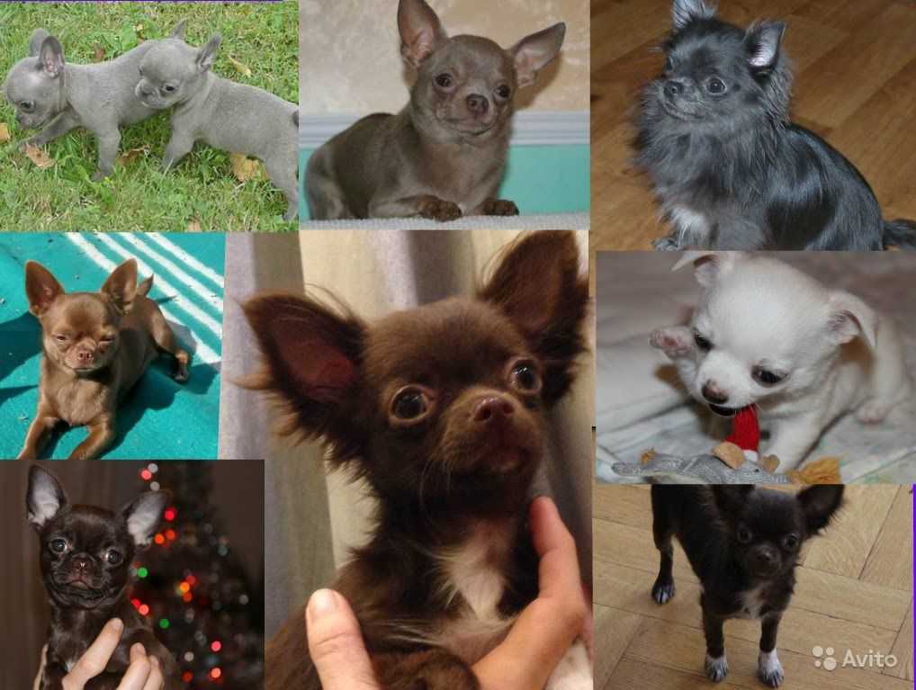 Чихуахуа: все о собаке, фото, описание породы, характер, цена
