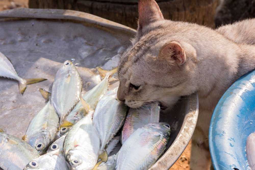 Рыба в рационе кошки: какая, как готовить и сколько давать?