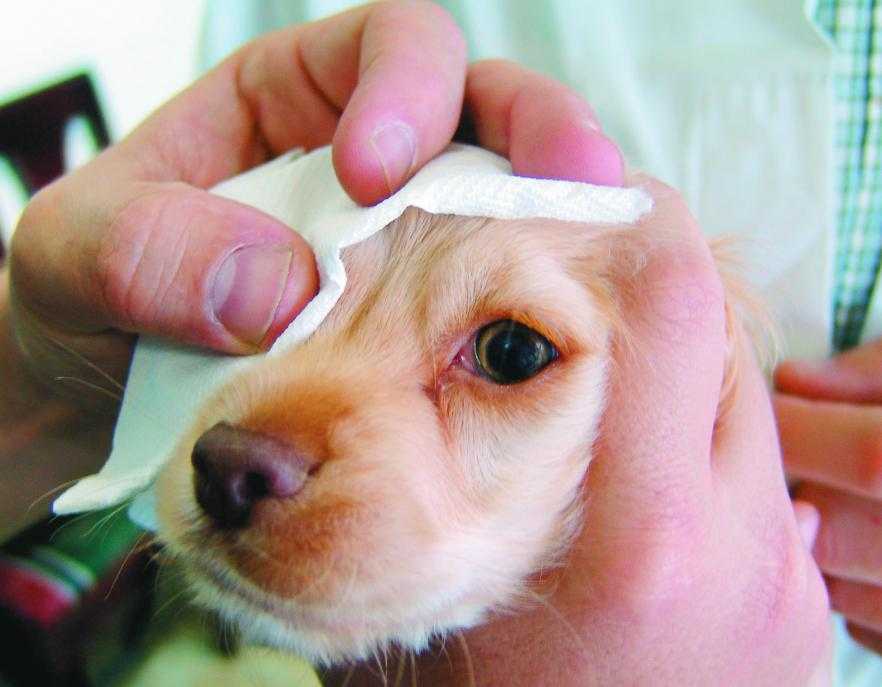 Почему у собаки слезятся глаза?