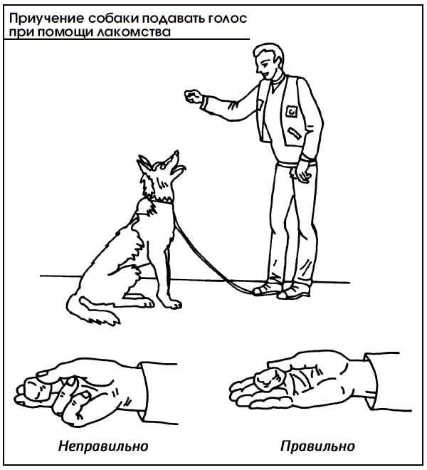 Как дрессировать взрослую собаку - wikihow