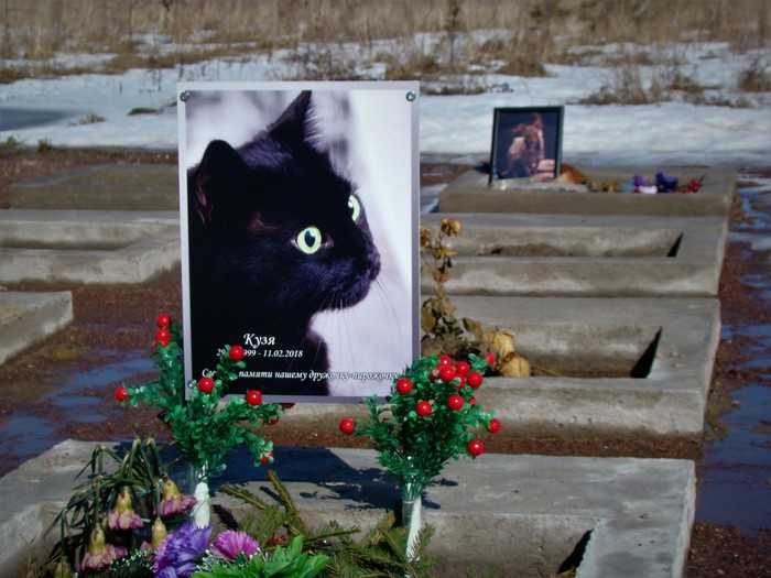 Как и где похоронить кошку: все традиционные и современные способы и правила