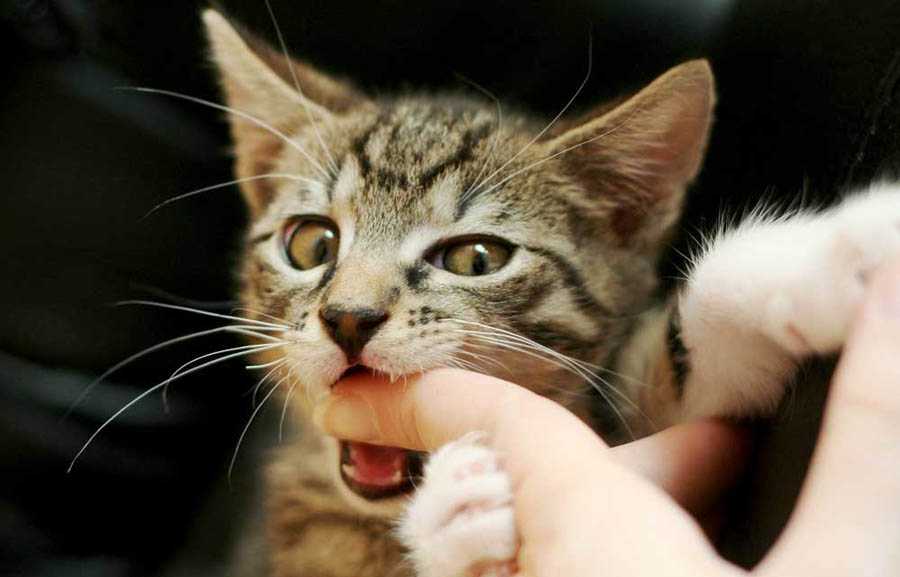 Почему кот кусается когда его гладишь и что делать в таком случае. | parnas42.ru