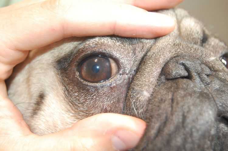 У собаки гноятся глаза: как лечить?