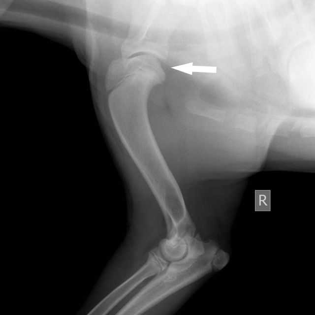 Болезни суставов у собак: артроз, артрит, вывихи, раны, синовиты | zoodom
