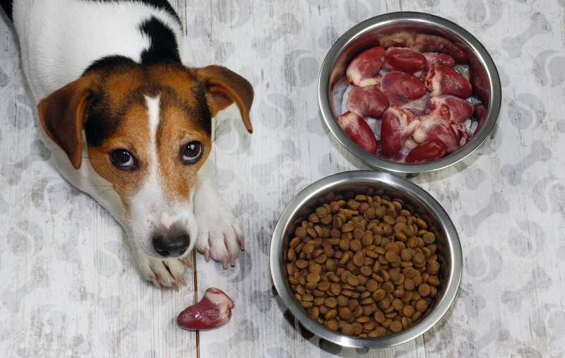 Когда щенку можно давать сухой корм, как кормить сухим кормом щенка