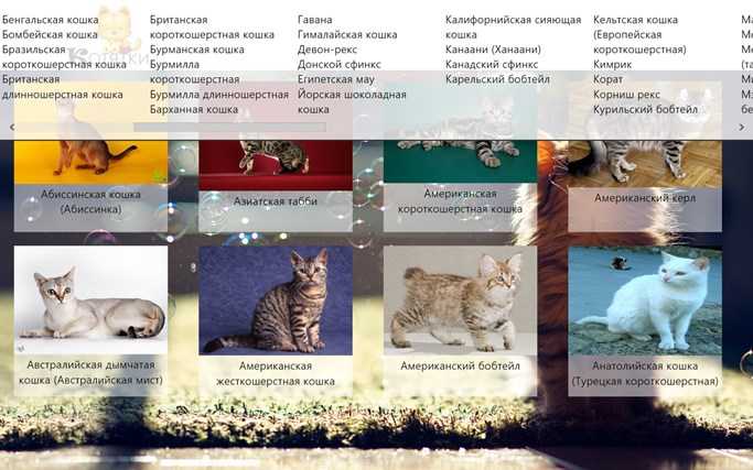 Гипоаллергенные кошки: породы, как правильно выбрать