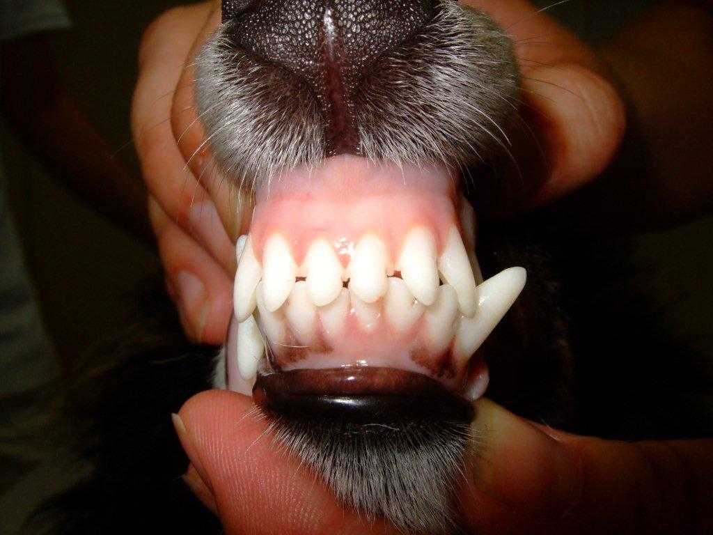 Когда у собак меняются зубы, во сколько месяцев, схема смены