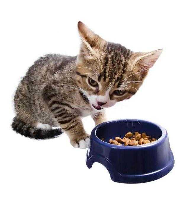 Что делать, если кошка отказывается от сухого корма