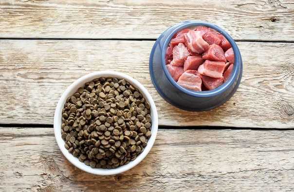 Кормление собак сухим кормом — плюсы и минусы