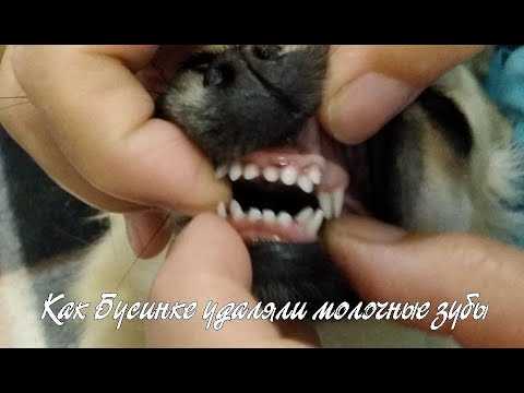 ᐉ когда меняются зубы у щенков чихуахуа? - zoomanji.ru