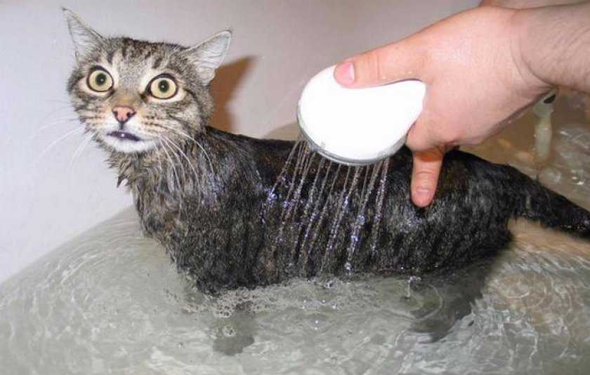 Как правильно купать кота