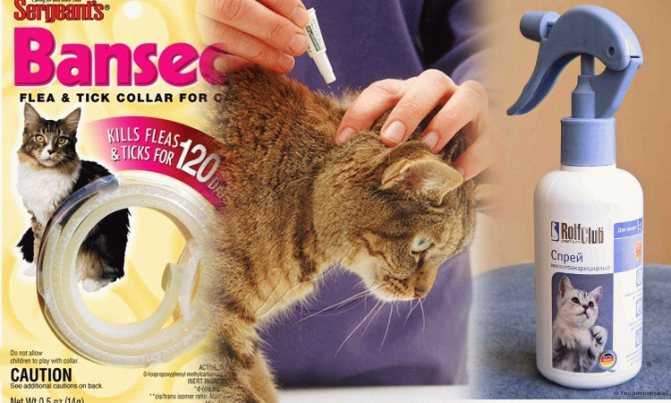 Отравление средствами от блох и клещей у кошек. ветеринарная клиника "зоостатус"