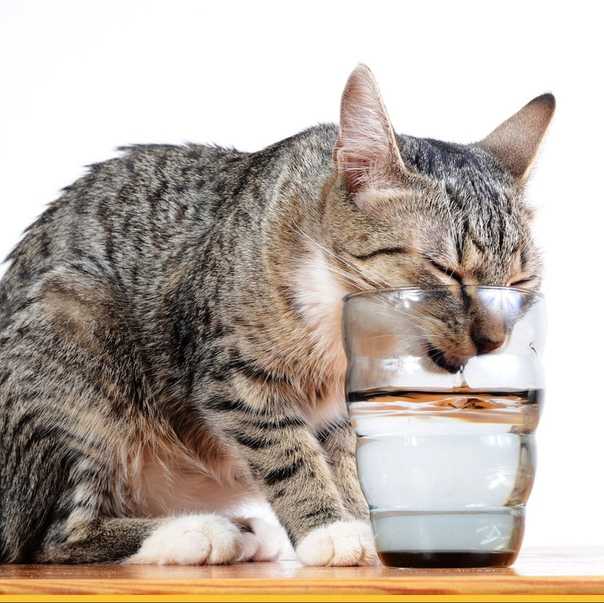 Кошка много пьет воды - причины повышенной жажды