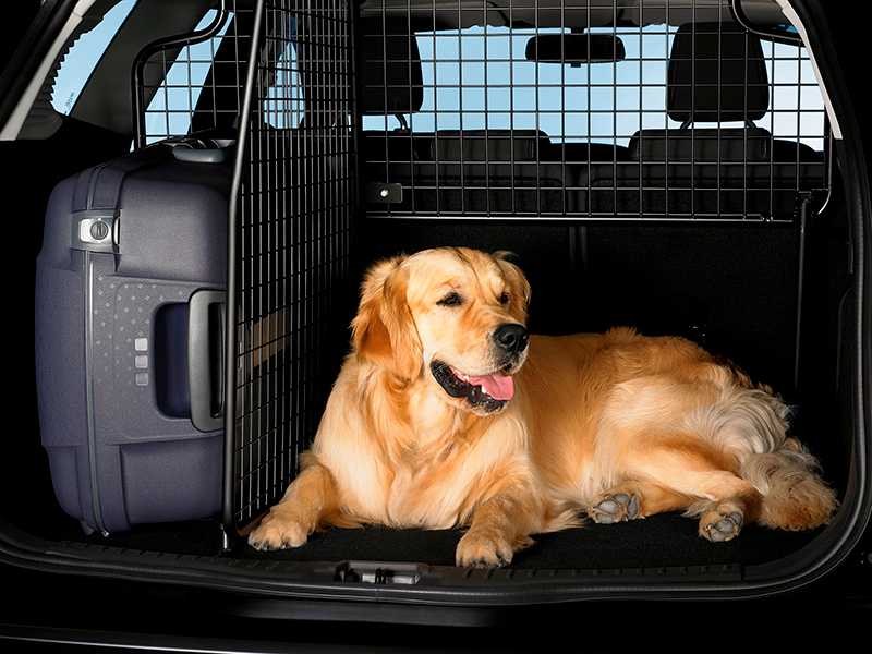 Как правильно перевозить собаку в машине