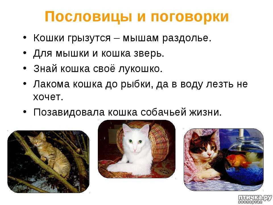 Кого лучше завести кота или кошку если уже есть кот