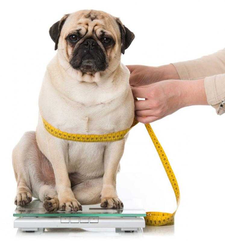 Как похудеть собаке