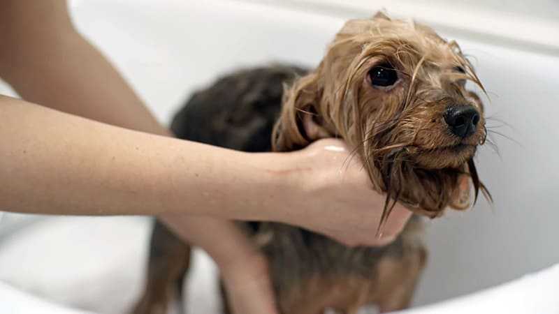 Всё о купании собаки: частота, процесс, моющие средства